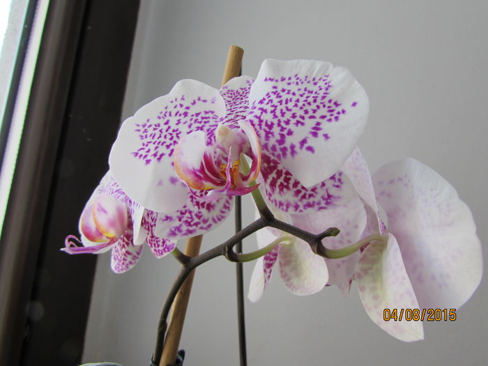 IMG_0169 - phalenopsis