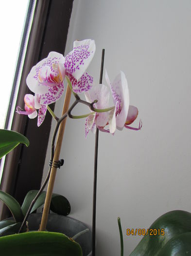 IMG_0172 - phalenopsis