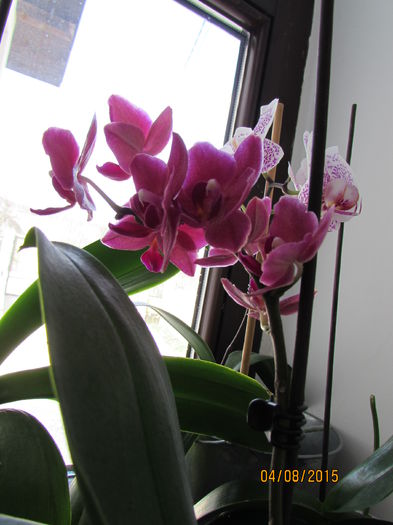 IMG_0171 - phalenopsis