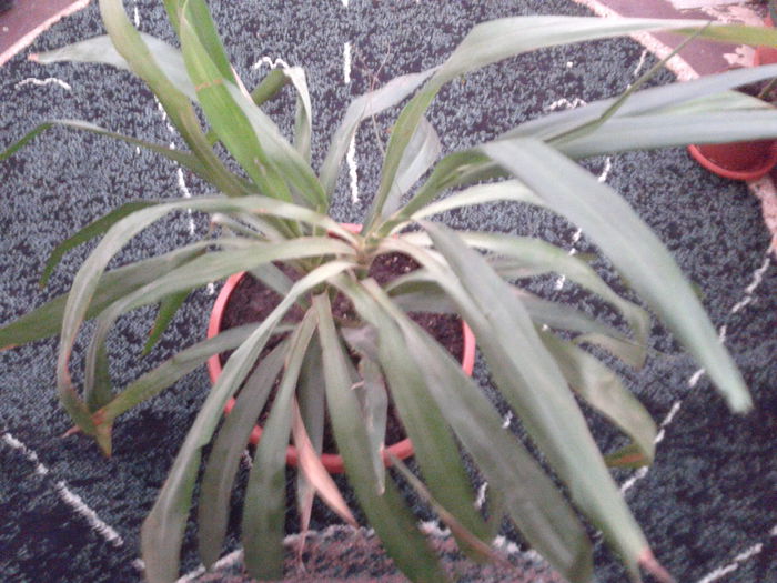 de la sevastregeanina - dracaena