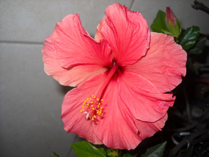 30 .03.015 - HIBISCUS-2015