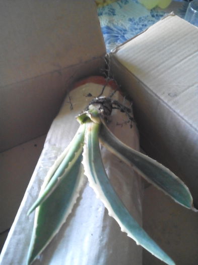 Asa da.Un colet bine ambalat