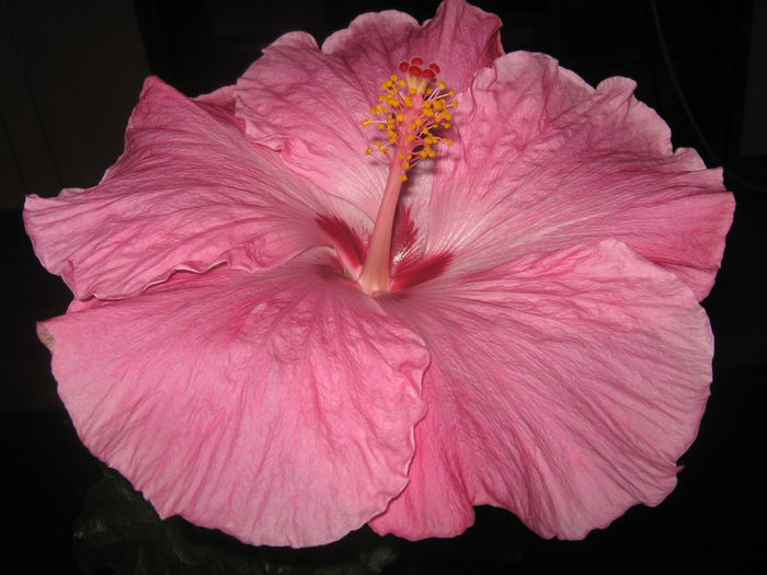 Picture My plants 2641