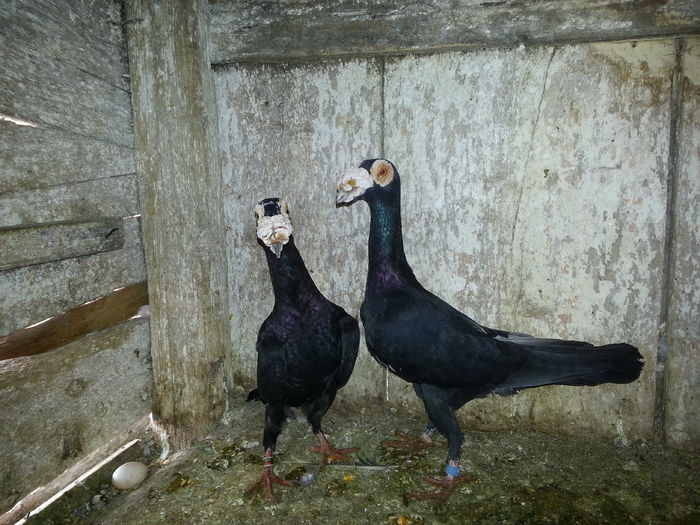 pereche f 2012 m2014