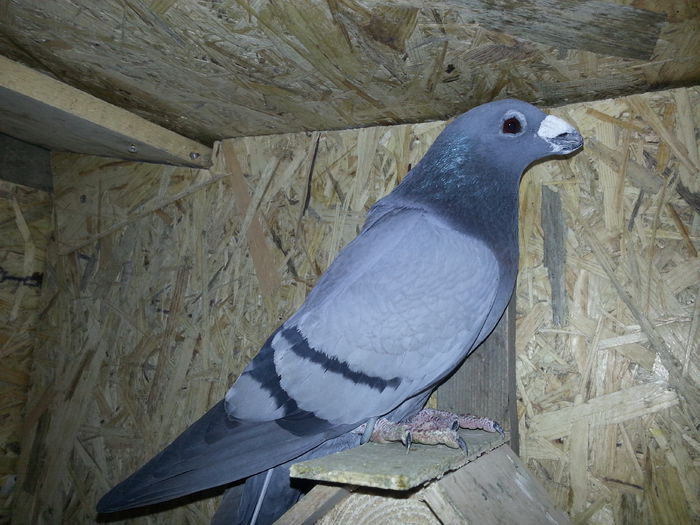 f2014 - PORUMBEI DRAGONI