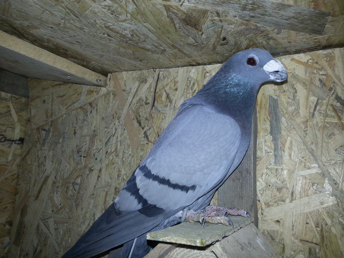 20150408_172611 - PORUMBEI DRAGONI