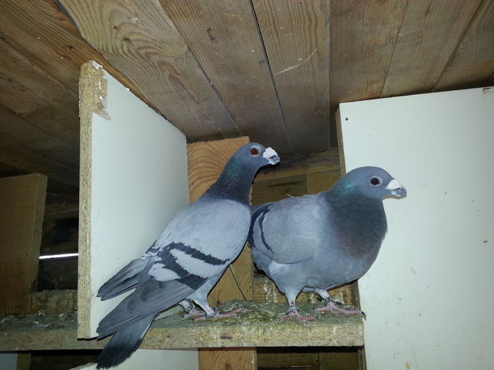 m2014 f2014 - PORUMBEI DRAGONI