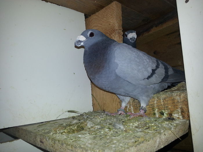 f2014 - PORUMBEI DRAGONI