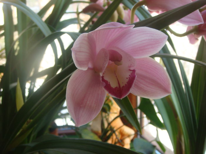 2015-01-14 - Orhidee