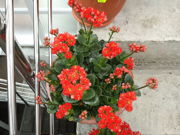 287 Kalanchoe blossfeldiana - Plante de balcon si camera - 2015