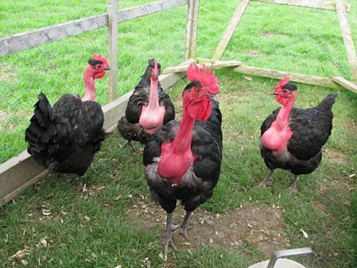 gaini_gat_golas_de_transilvania