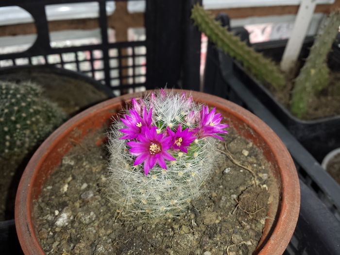 5 - Cactusi - 2015