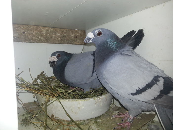 m2013 f2014 - PORUMBEI DRAGONI