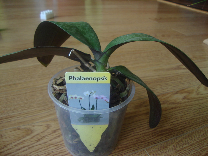 phalaenopsis MOV DESCHIS - ORHIDEI