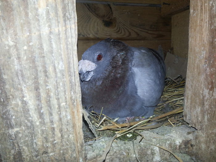 m2013 - PORUMBEI DRAGONI