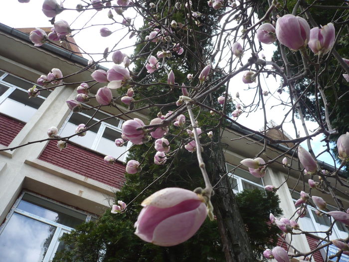 P1110619 - 2015 - 8 aprilie