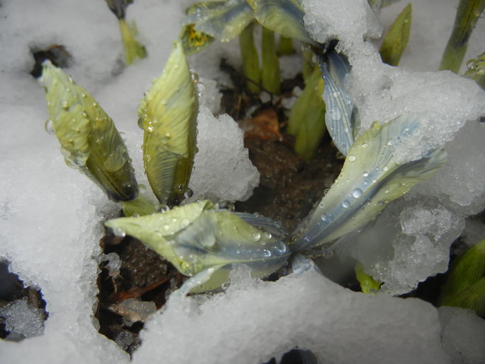 Snow on Irises (2015, March 06) - 03 Garden in March