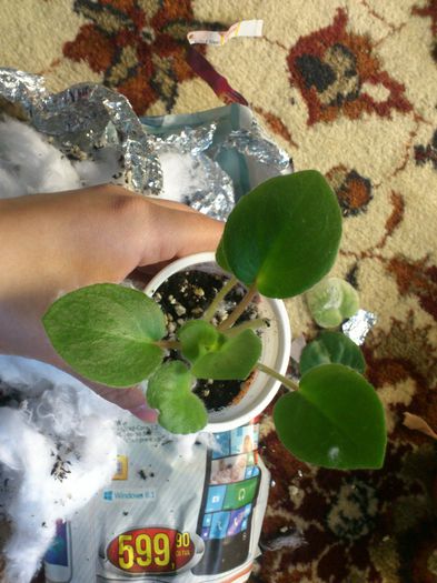 DSC_0531; bonus doamna elena tanase
