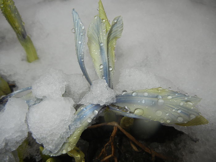 Snow on Irises (2015, March 06)