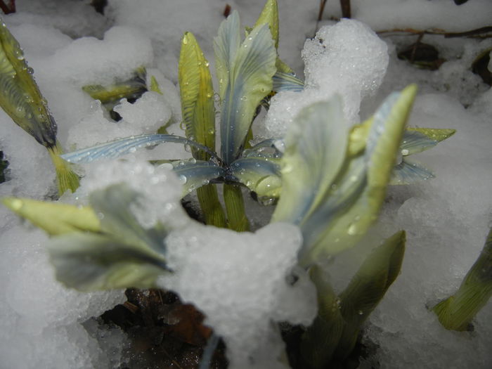 Snow on Irises (2015, March 06)