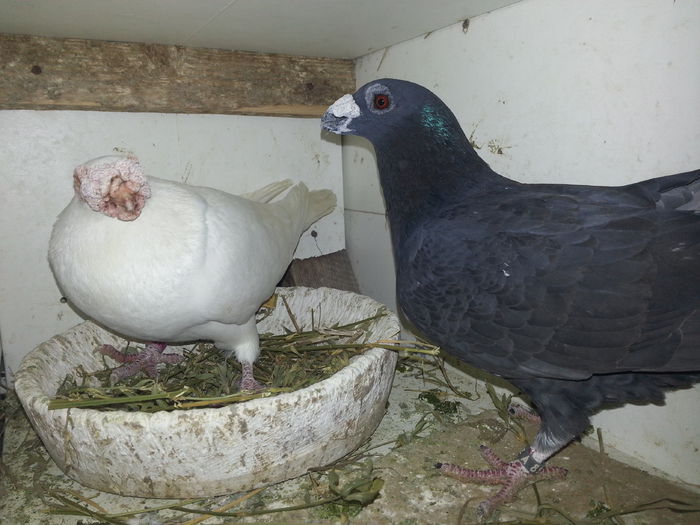 m2013 f2014 - PORUMBEI DRAGONI