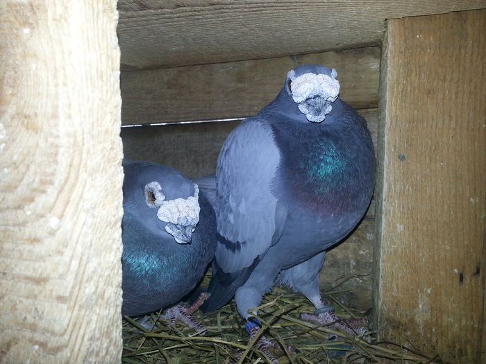 f2013 m2013 - PORUMBEI DRAGONI