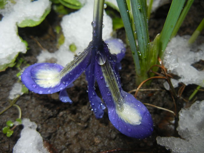 Iris reticulata Blue (2015, March 06) - 03 Garden in March