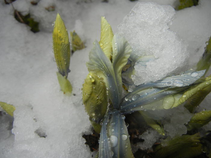 Snow on Irises (2015, March 06) - 03 Garden in March