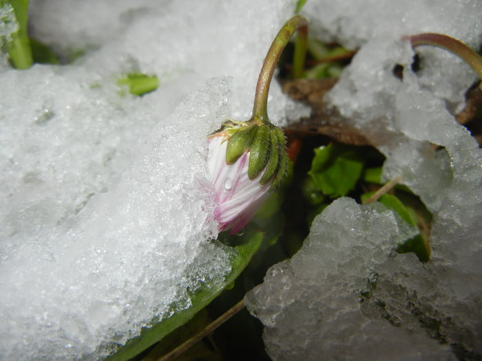 Snow on Bellis perennis (2015, March 06)