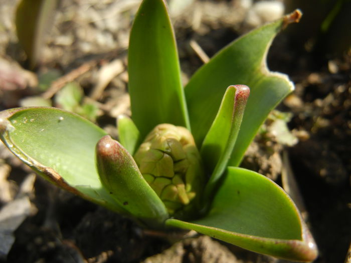 Hyacinth_Zambila (2015, March 16) - 03 Garden in March