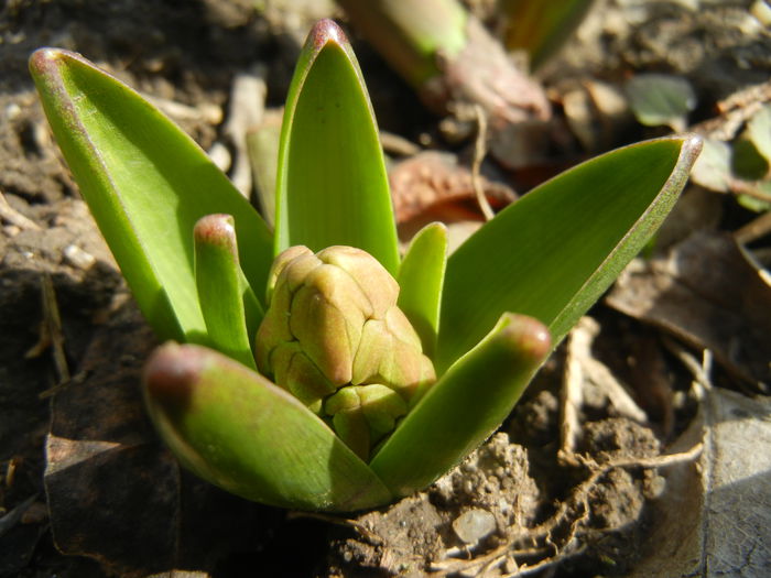 Hyacinth_Zambila (2015, March 16) - 03 Garden in March