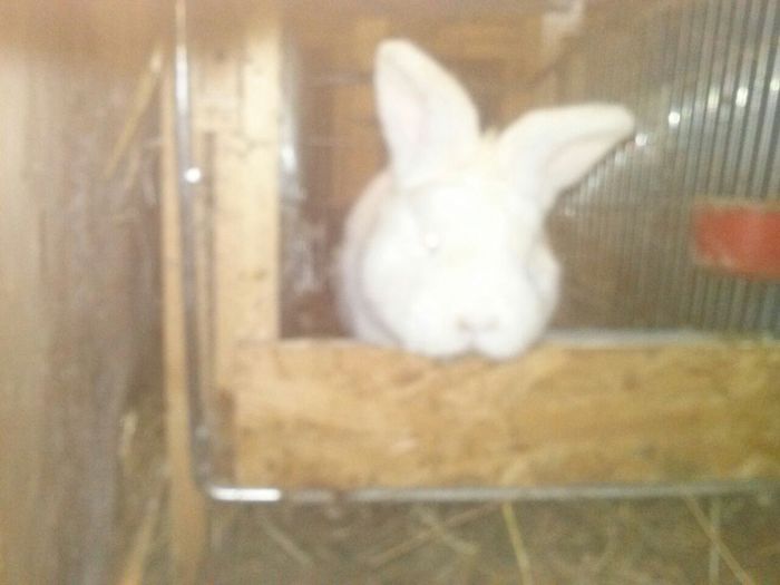 IMG-20150408-WA0010 - Z poze aprilie 2015