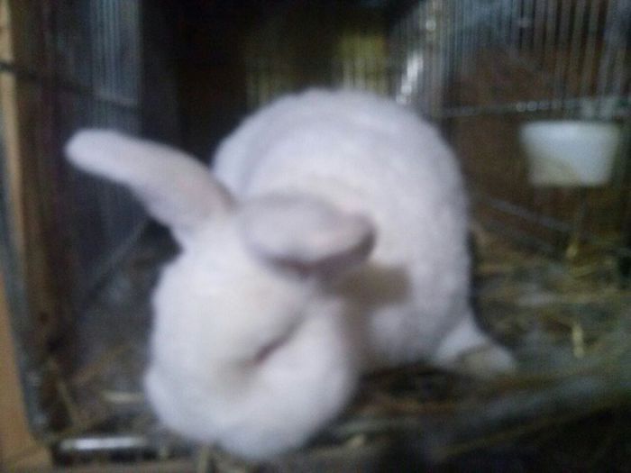 IMG-20150408-WA0008 - Z poze aprilie 2015