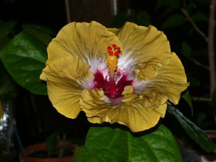 Missfire - Hibiscus 2015