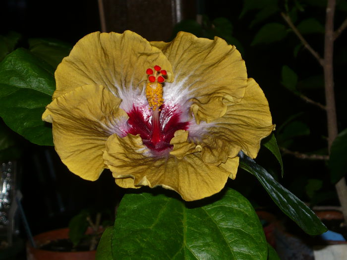 028 - Hibiscus 2015