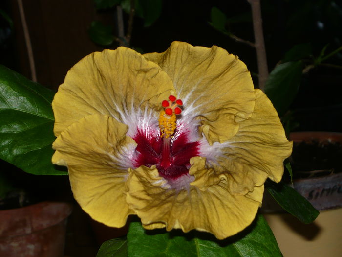 029 - Hibiscus 2015
