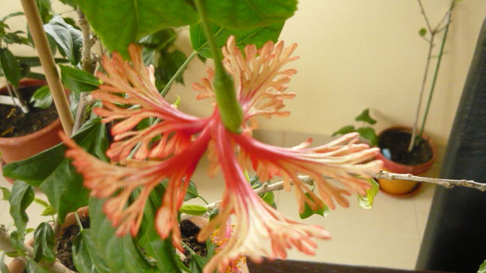 021 - Codruta schizopetalus