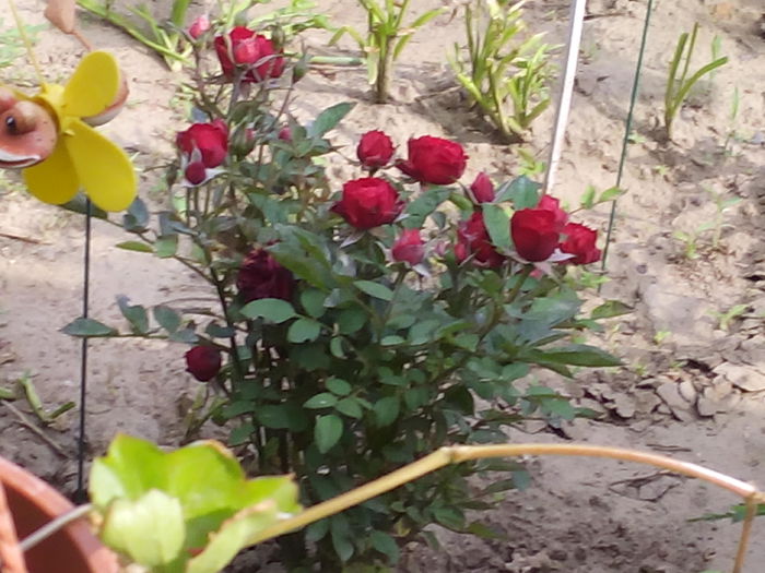 sunt primul inflorit - Flori de vara