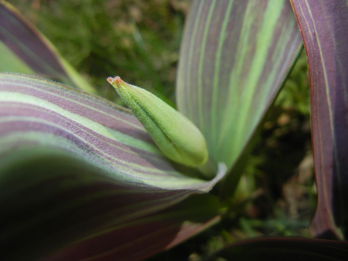 Tulipa Juan (2015, March 22) - 03 Garden in March