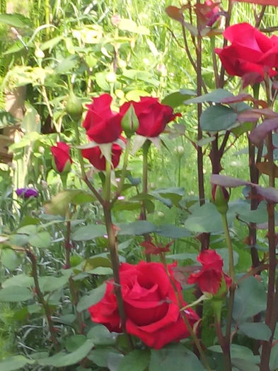 mie imi place sa infloresc - Flori de vara