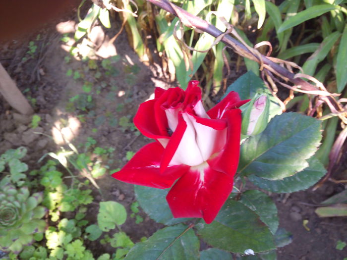 IMG_20140528_163356 - Flori de vara