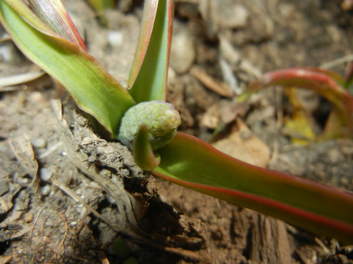 Muscari_Grape Hyacinth (2015, March 22)