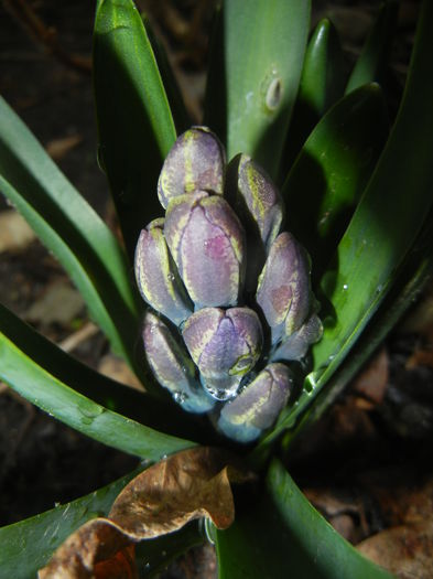 Blue Hyacinth (2015, March 27) - 03 Garden in March