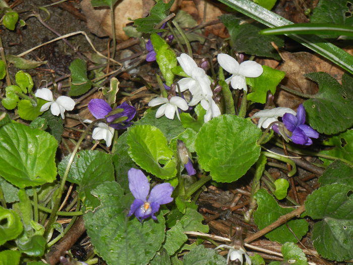 Sweet Violet_Toporasi (2015, March 27) - 03 Garden in March