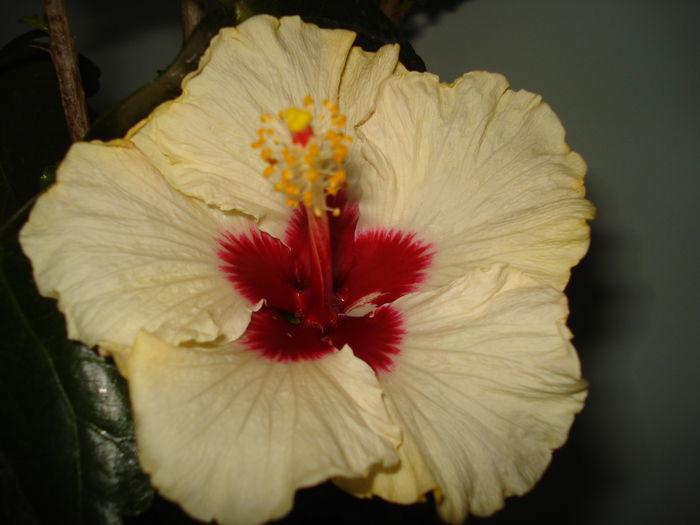 DSC00130 - HIBISCUS 2015