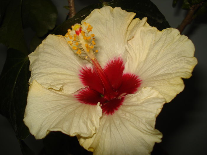  - HIBISCUS 2015