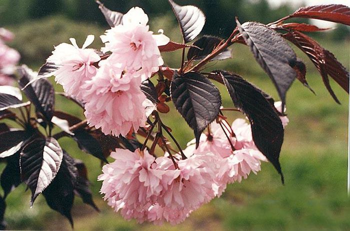 Prunus serrulata ’Royal Burgundy’  75