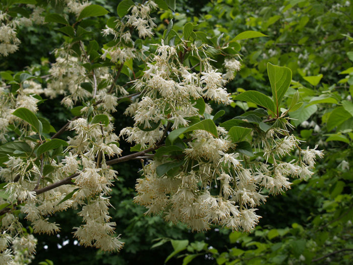 Pterostyrax corymbosa  60