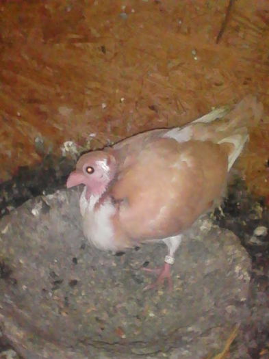 IMG_20150331_135056 - pui 2015