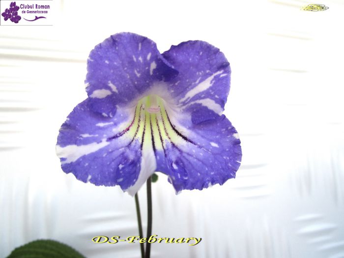 DS-February (9-04-2015) - Streptocarpusi 2015